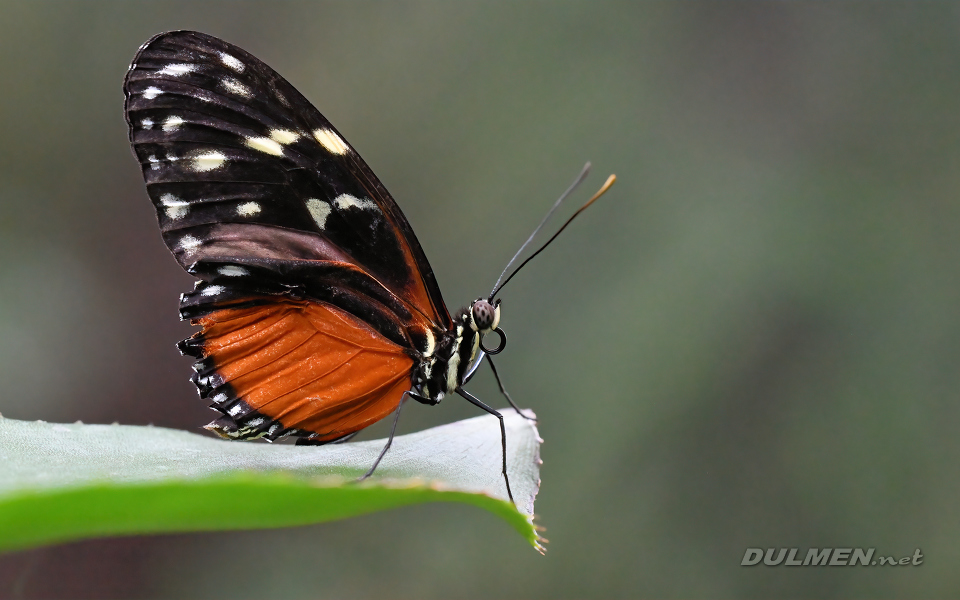 Tiger longwing (Heliconius hecale)